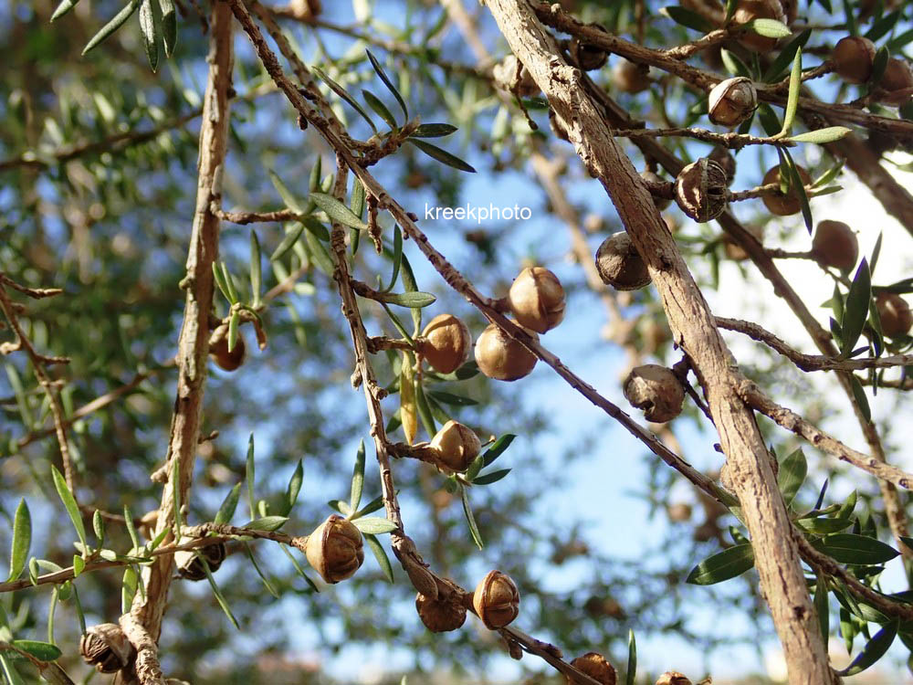 Leptospermum scoparium