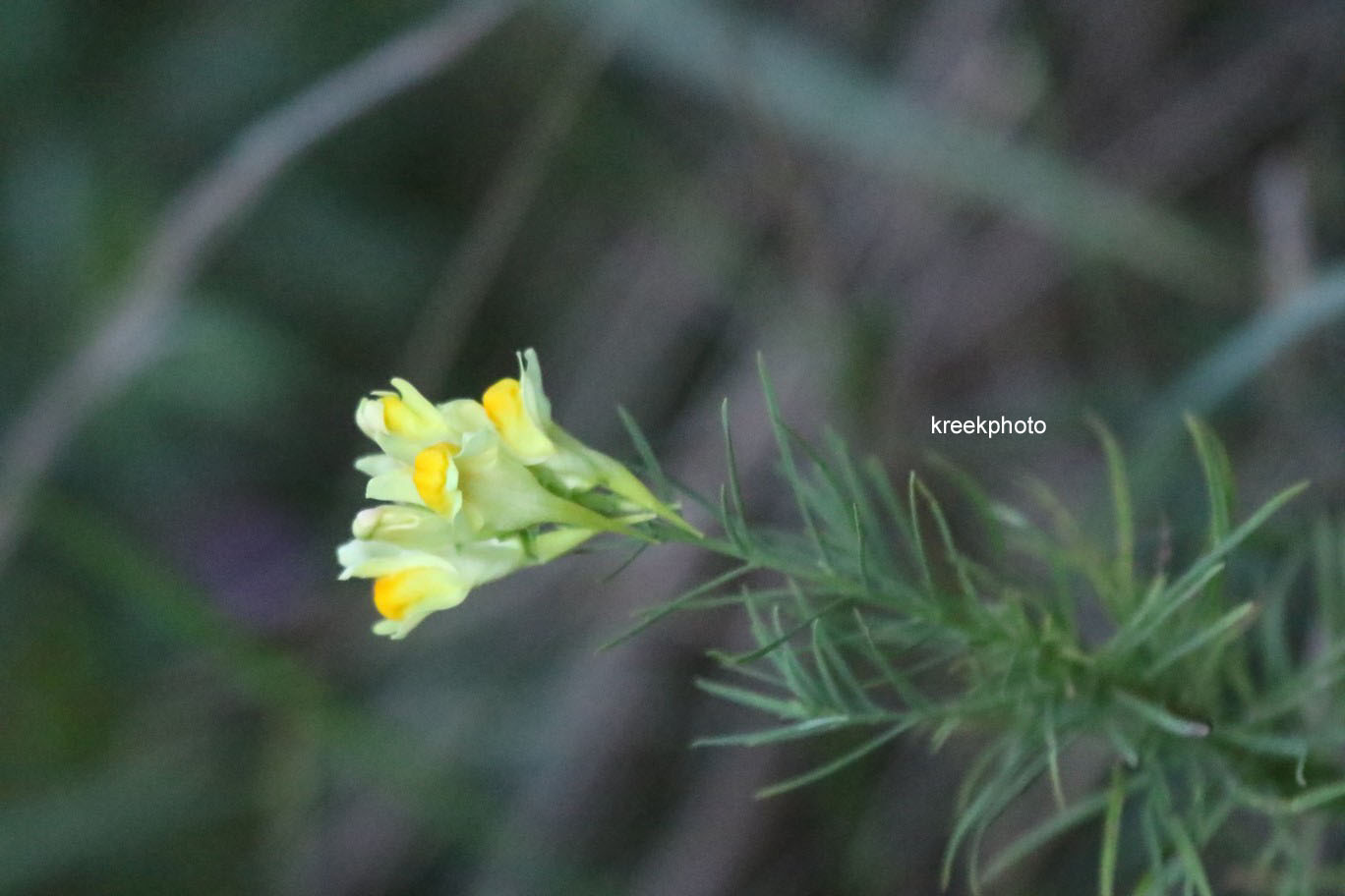 Linaria vulgaris