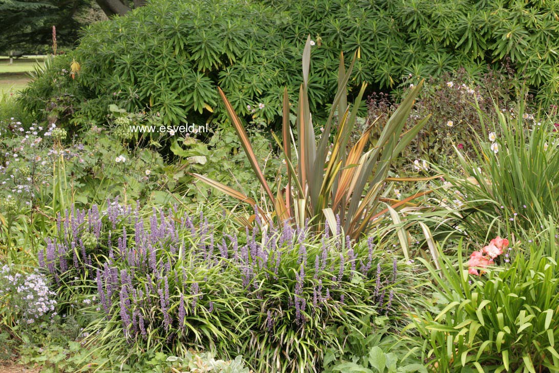 Liriope muscari