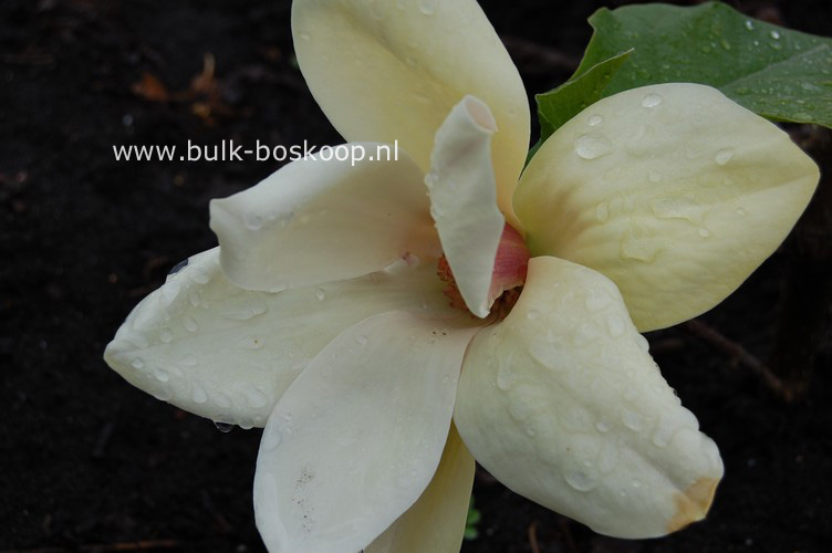 Magnolia 'Sunsation'