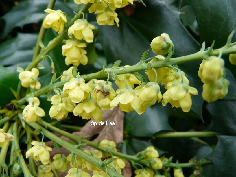 Mahonia japonica