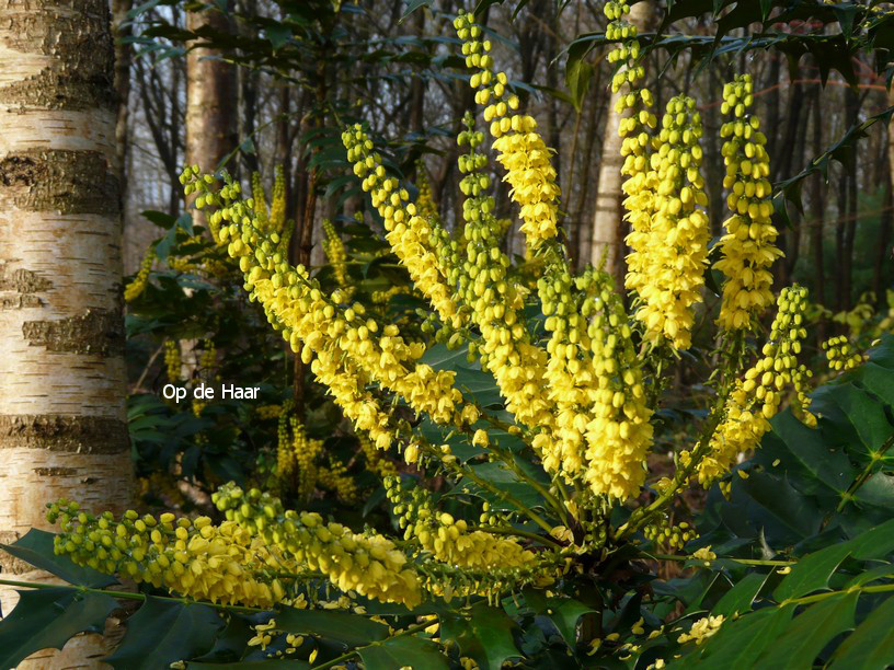 Mahonia media 'Winter Sun'