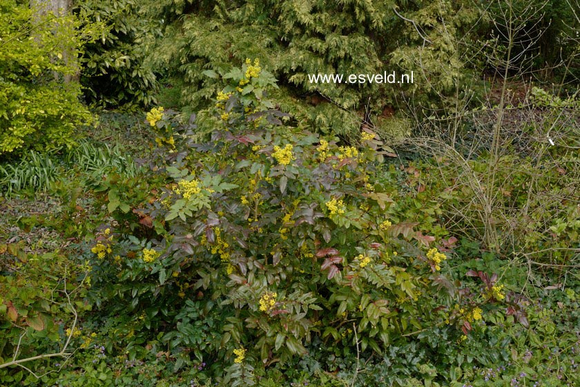 Mahonia wagneri 'Pinnacle'