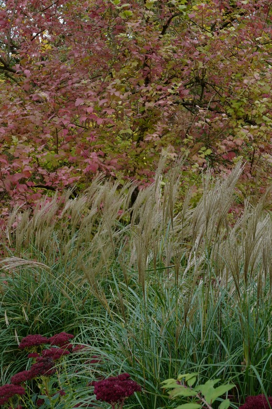 Miscanthus sinensis 'Kleine Silberspinne'