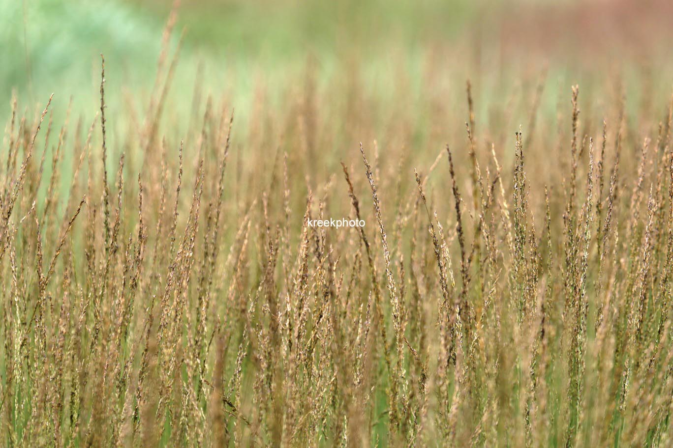 Molinia caerulea 'Heidebraut'