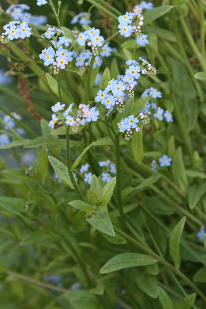 Myosotis palustris