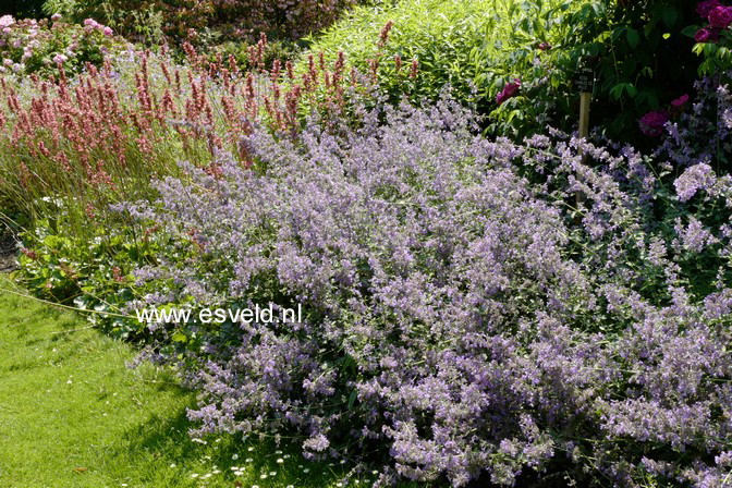 Nepeta 'Walker's Low'