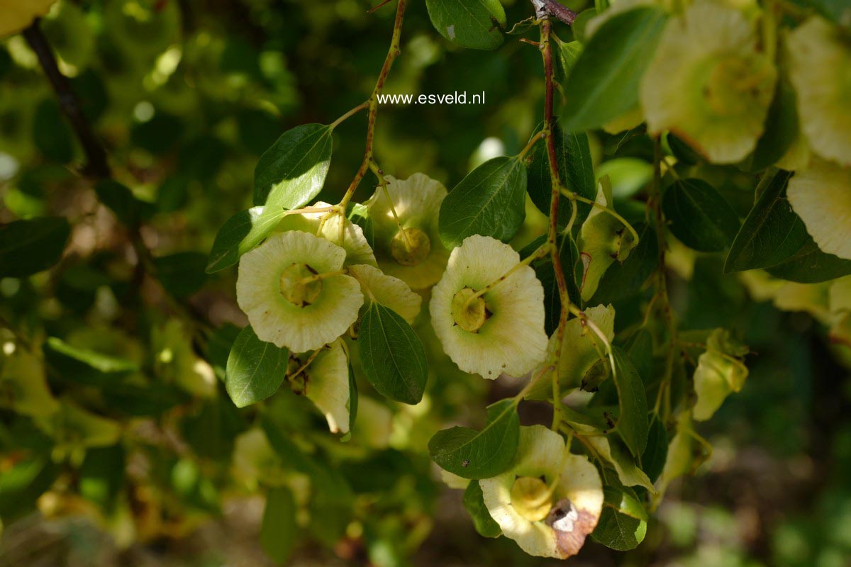 Paliurus spina-christi