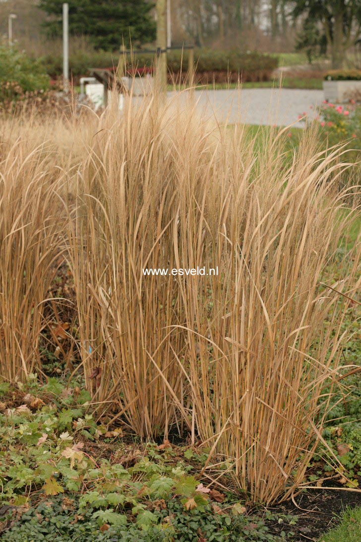 Panicum virgatum 'Northwind'