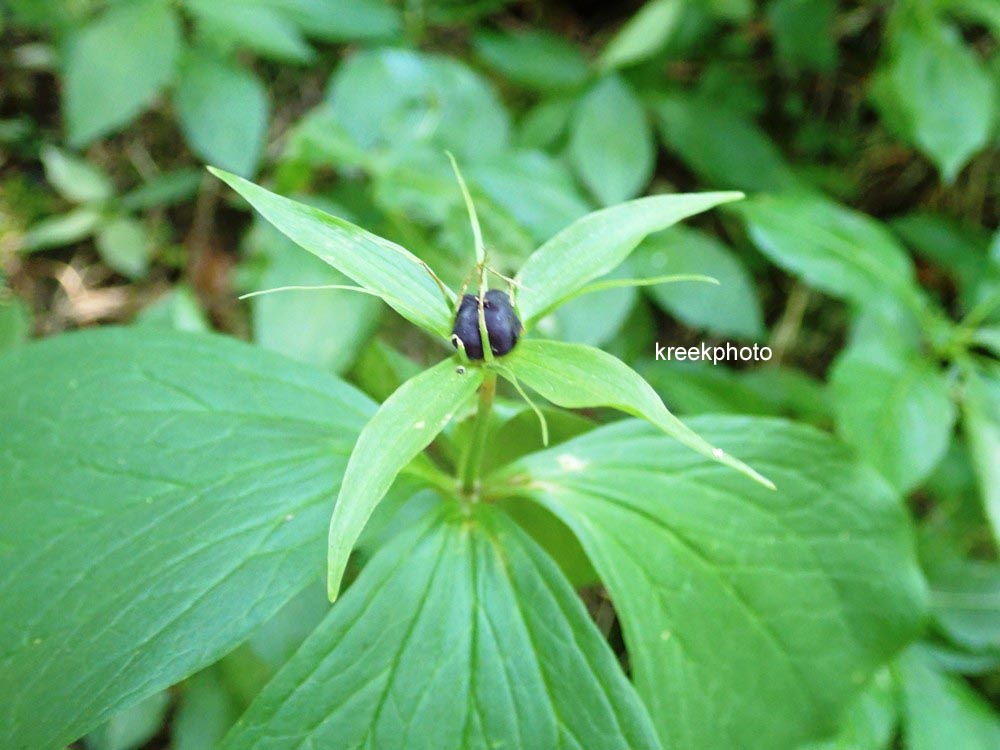 Paris quadrifolia