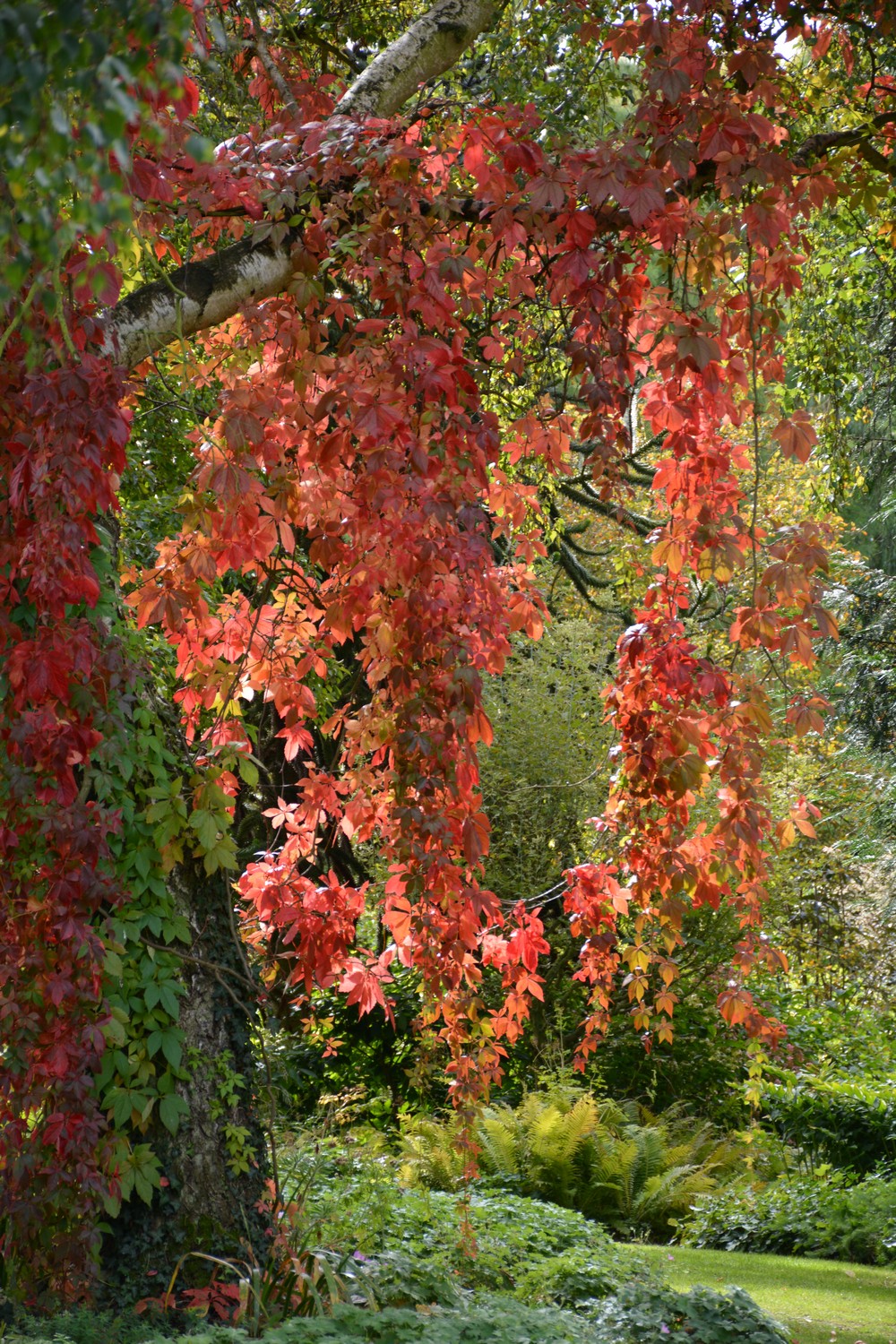 Parthenocissus quinquefolia