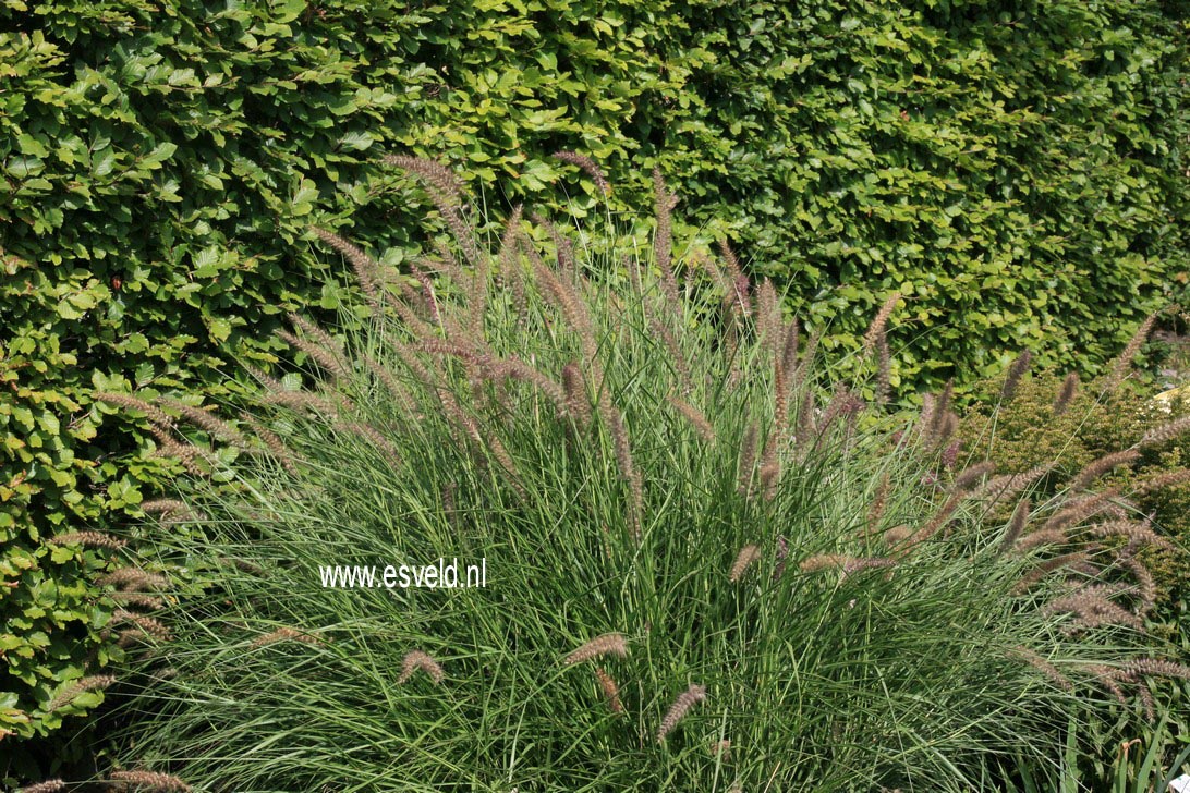 Pennisetum orientale 'Karley Rose'