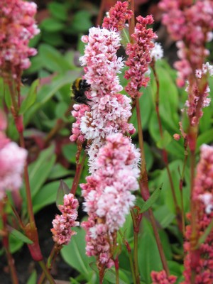 Persicaria affinis 'Superba'
