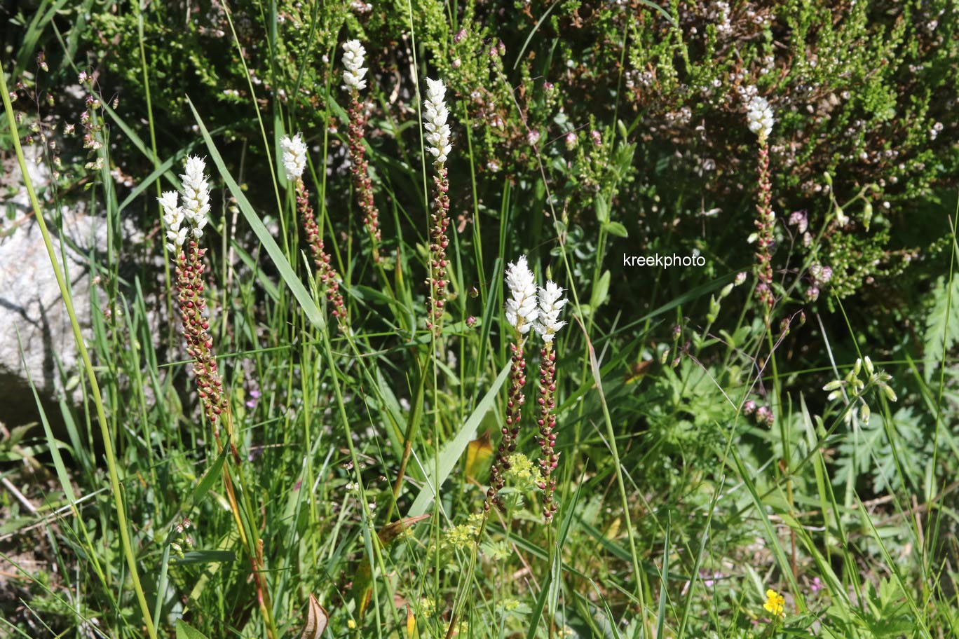 Persicaria vivipara