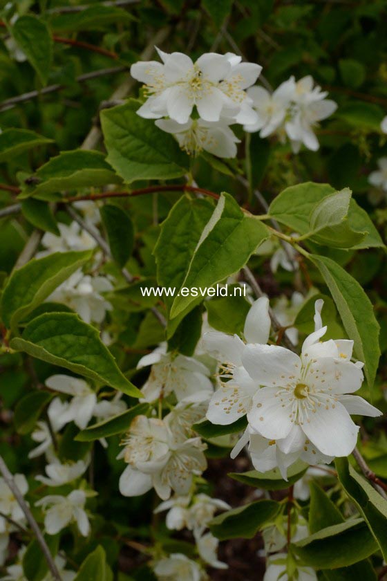 Philadelphus coronarius