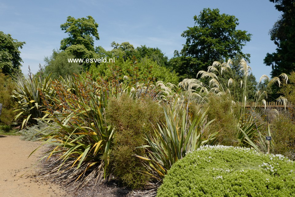 Phormium tenax