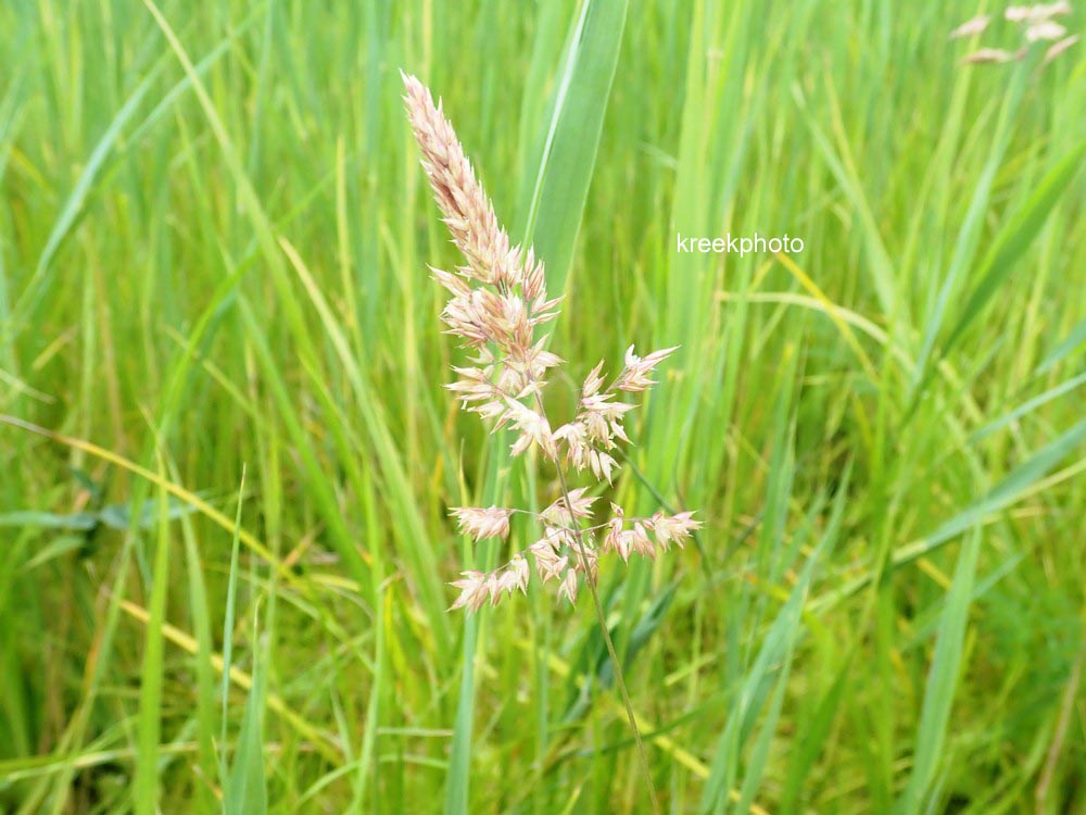 Phragmites australis