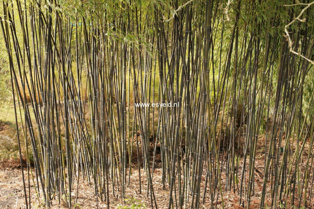 Phyllostachys nigra