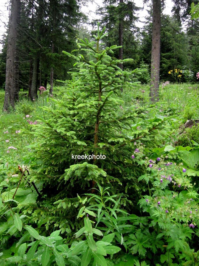 Picea abies