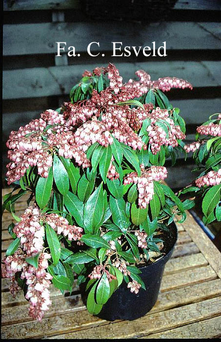 Pieris japonica 'Katsura'