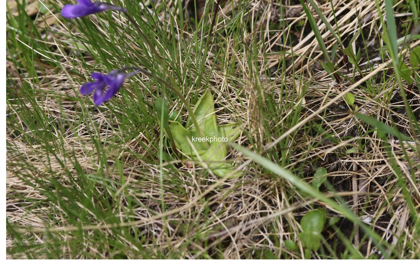 Pinguicula vulgaris