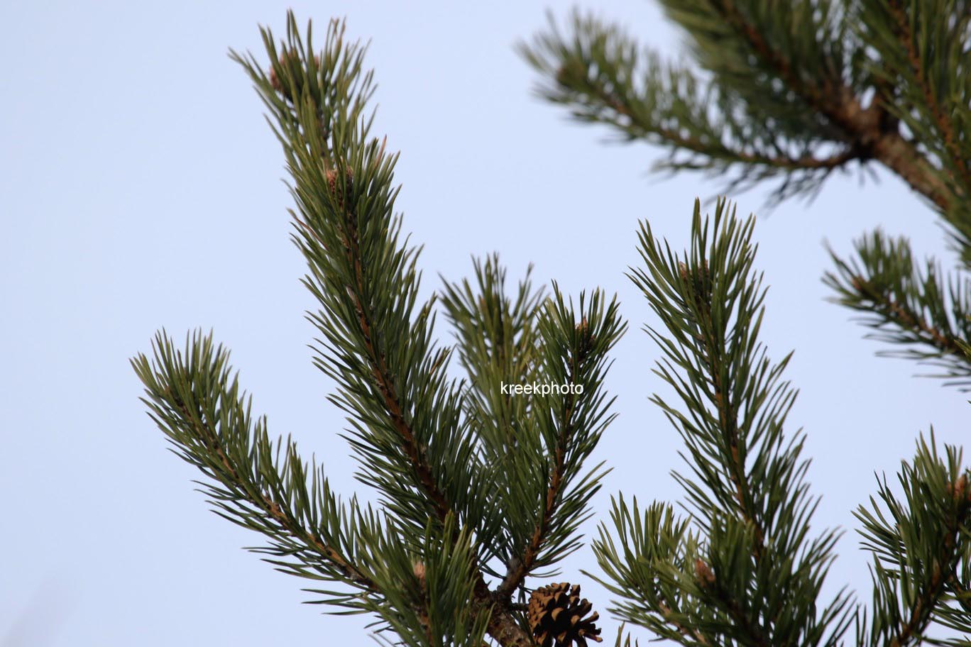 Pinus halepensis
