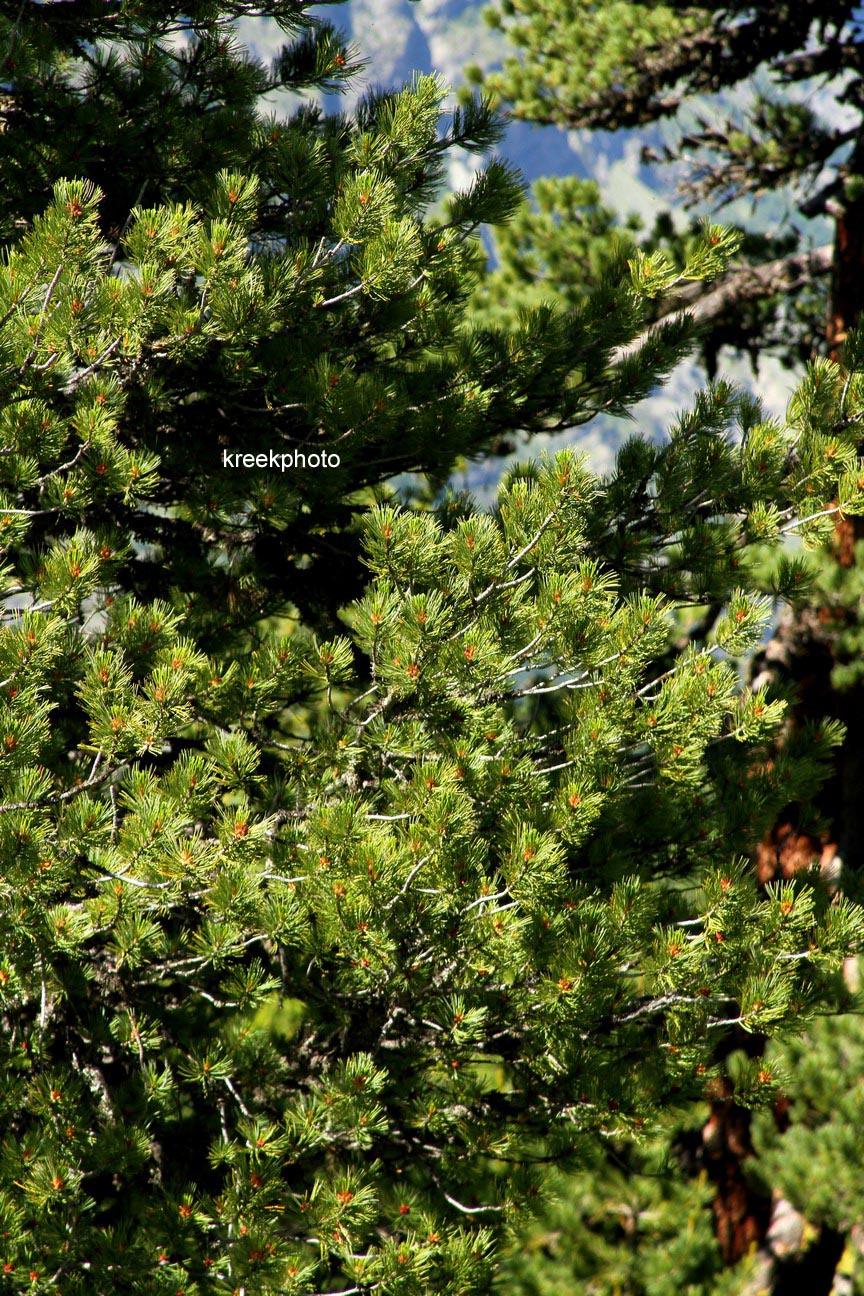 Pinus mugo subsp. uncinata