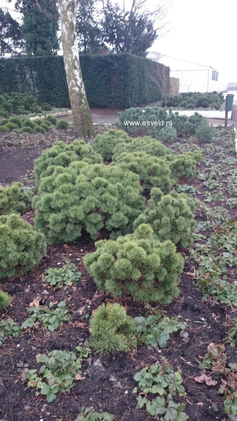 Pinus mugo