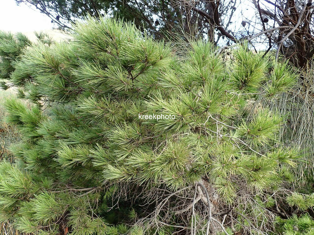 Pinus pinaster