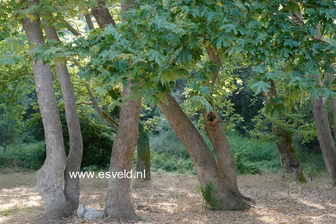 Platanus orientalis