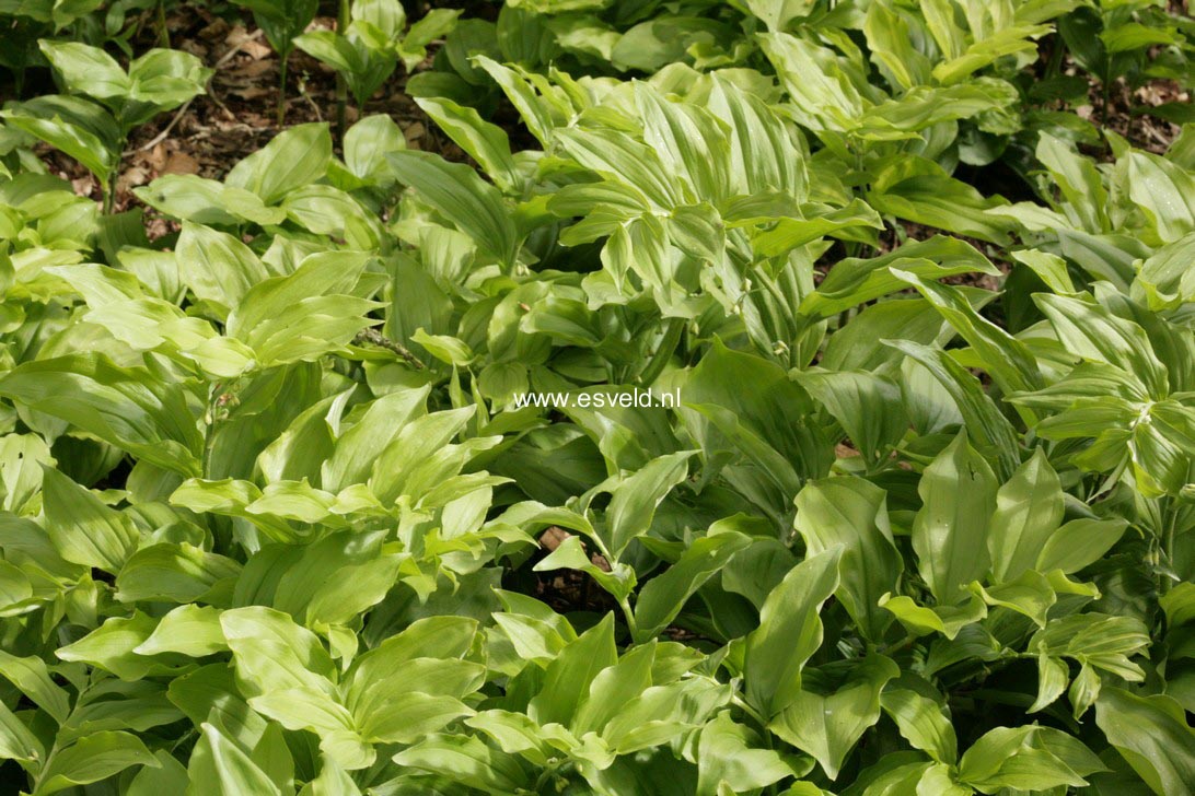 Polygonatum multiflorum