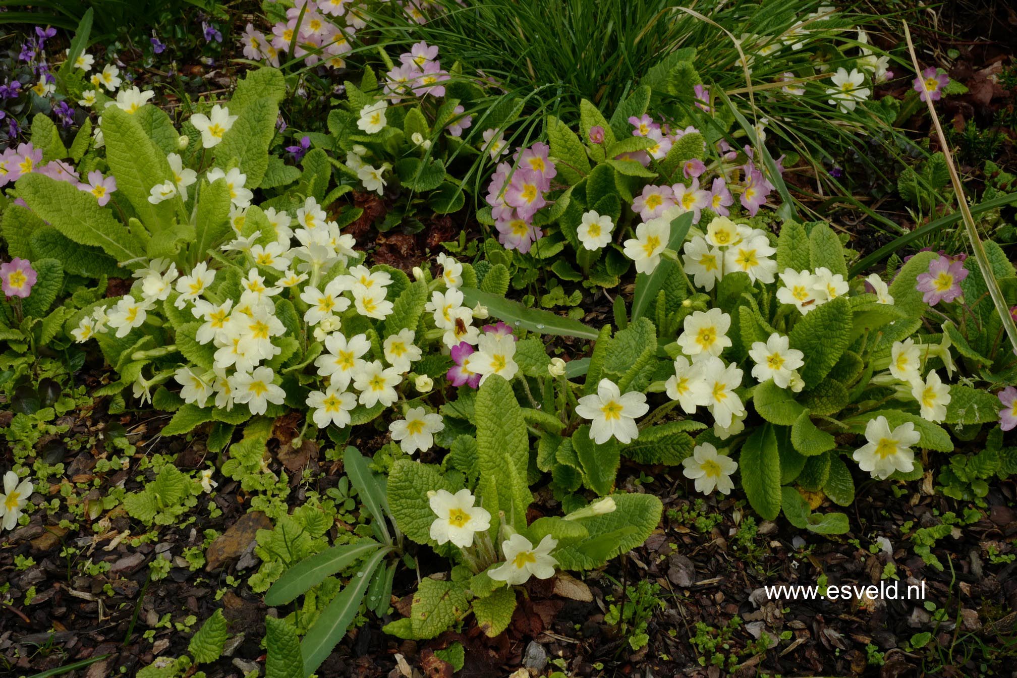 Primula vulgaris