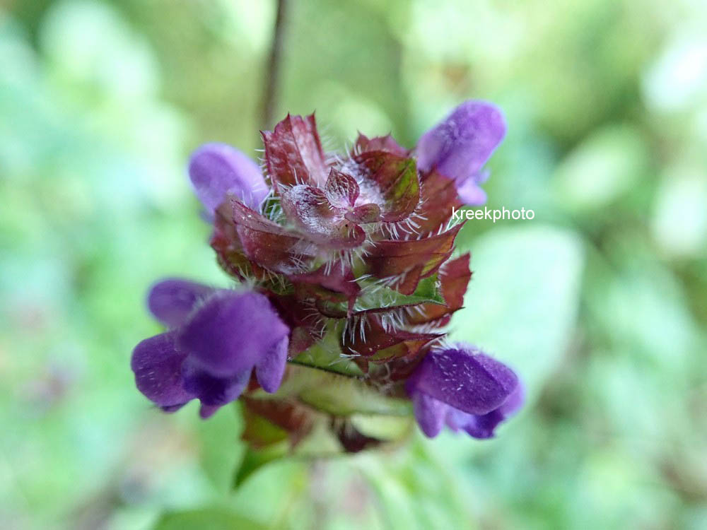 Prunella vulgaris