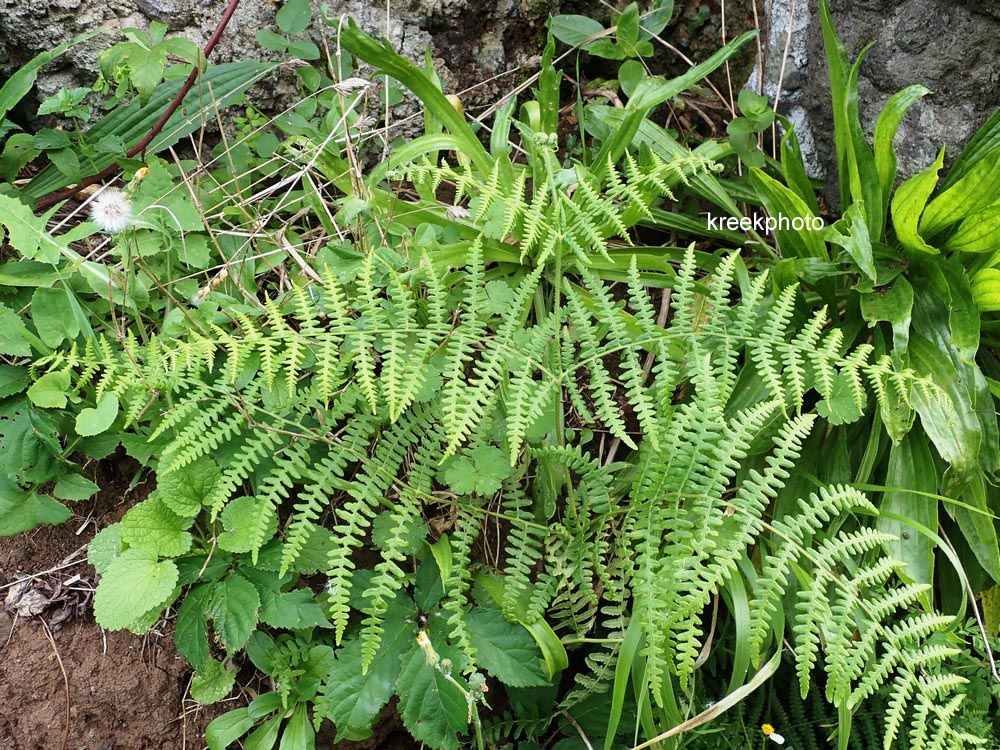 Pteridium aquilinum