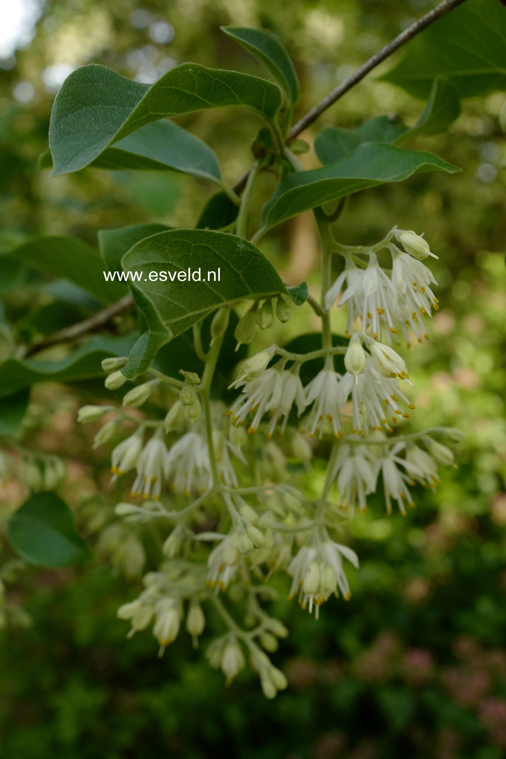 Pterostyrax corymbosa