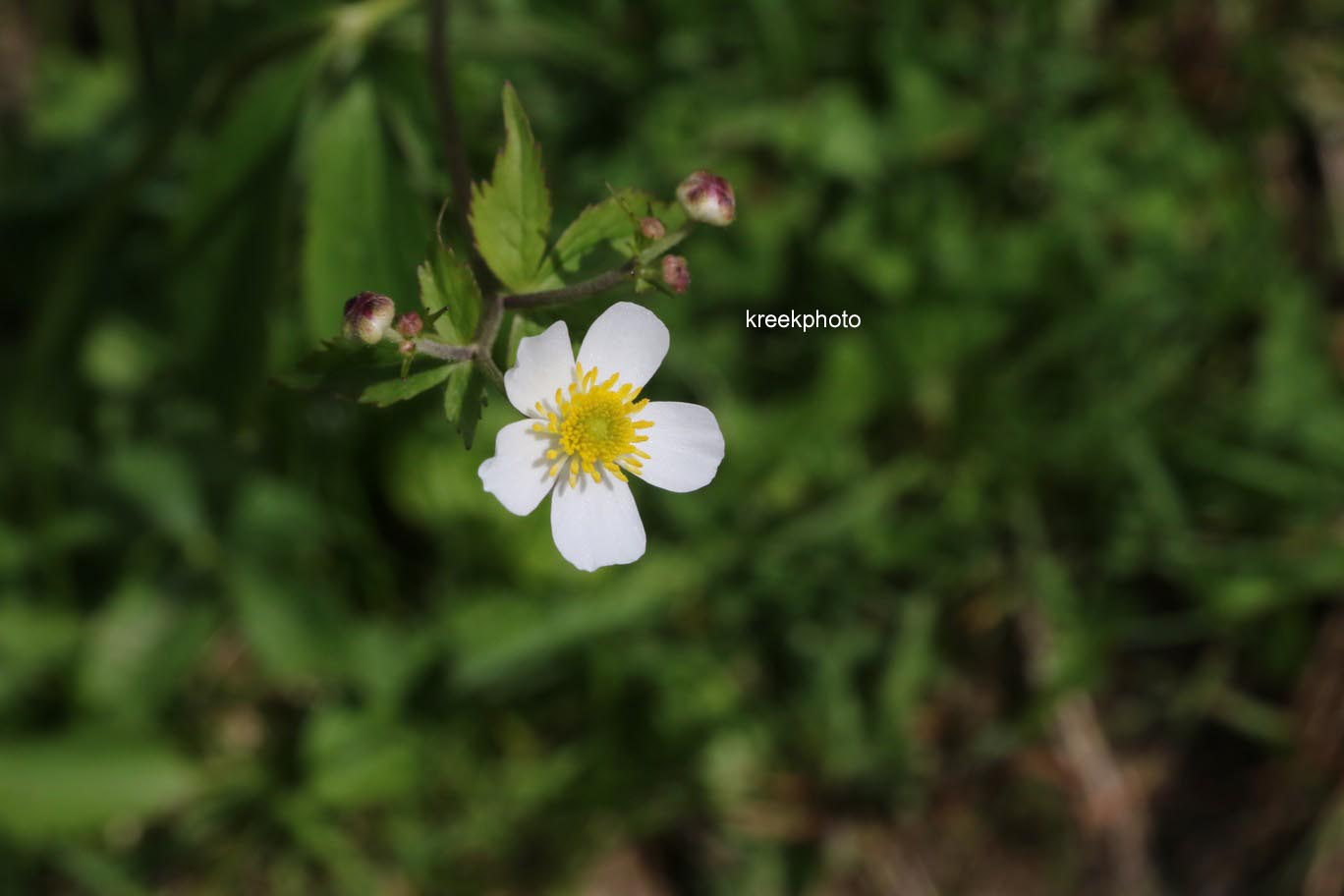 Ranunculus aconitifolius