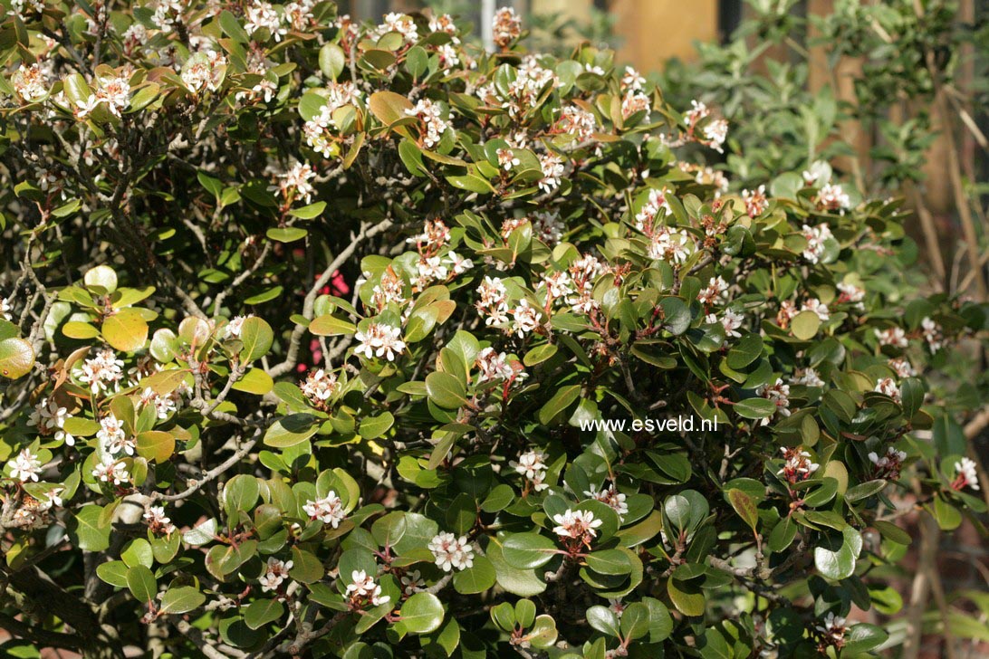 Rhaphiolepis umbellata