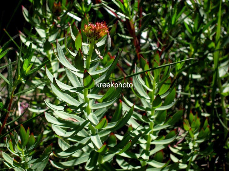 Rhodiola rosea