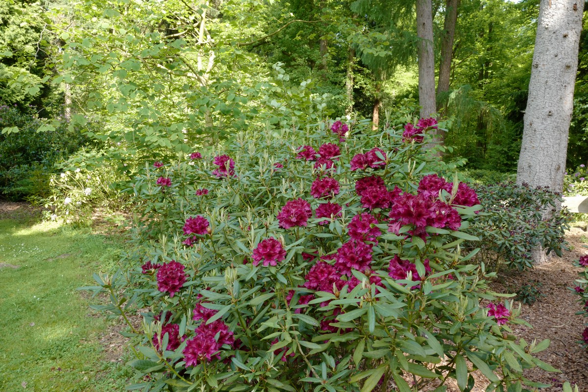Rhododendron 'Black Sport'