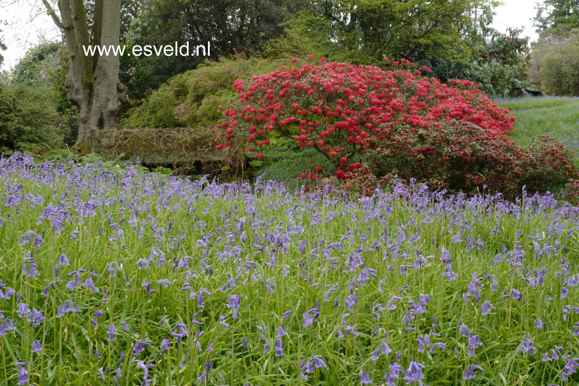 Rhododendron 'Elizabeth'