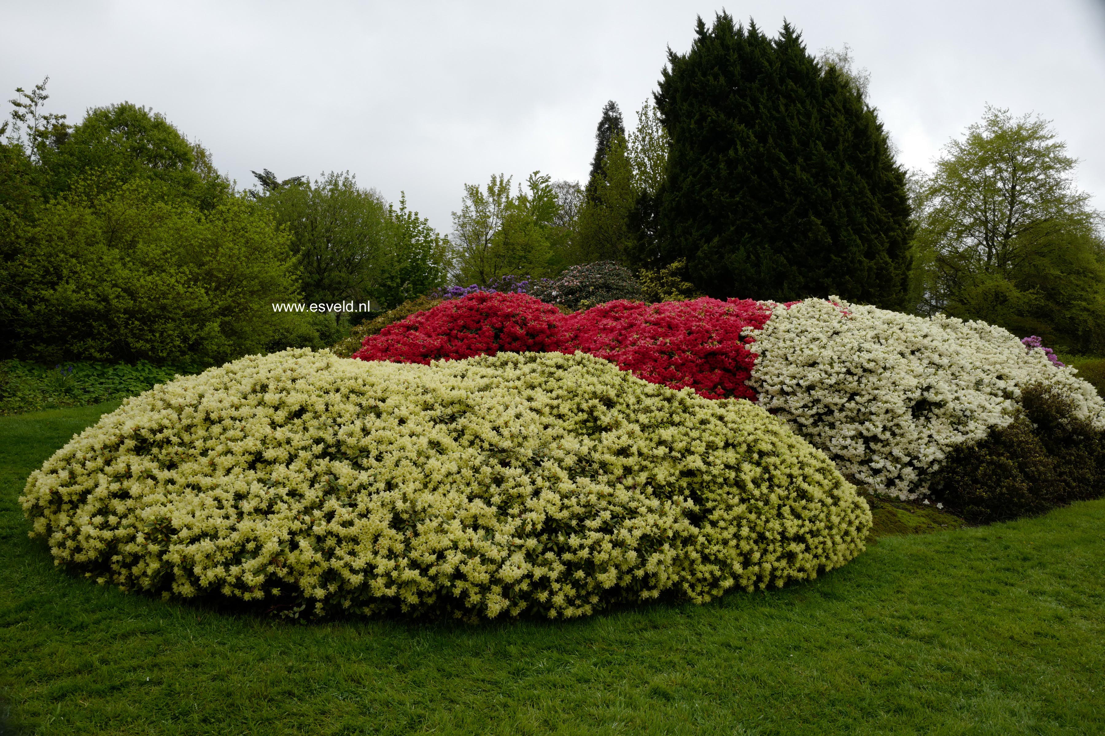 Rhododendron 'Princess Anne'