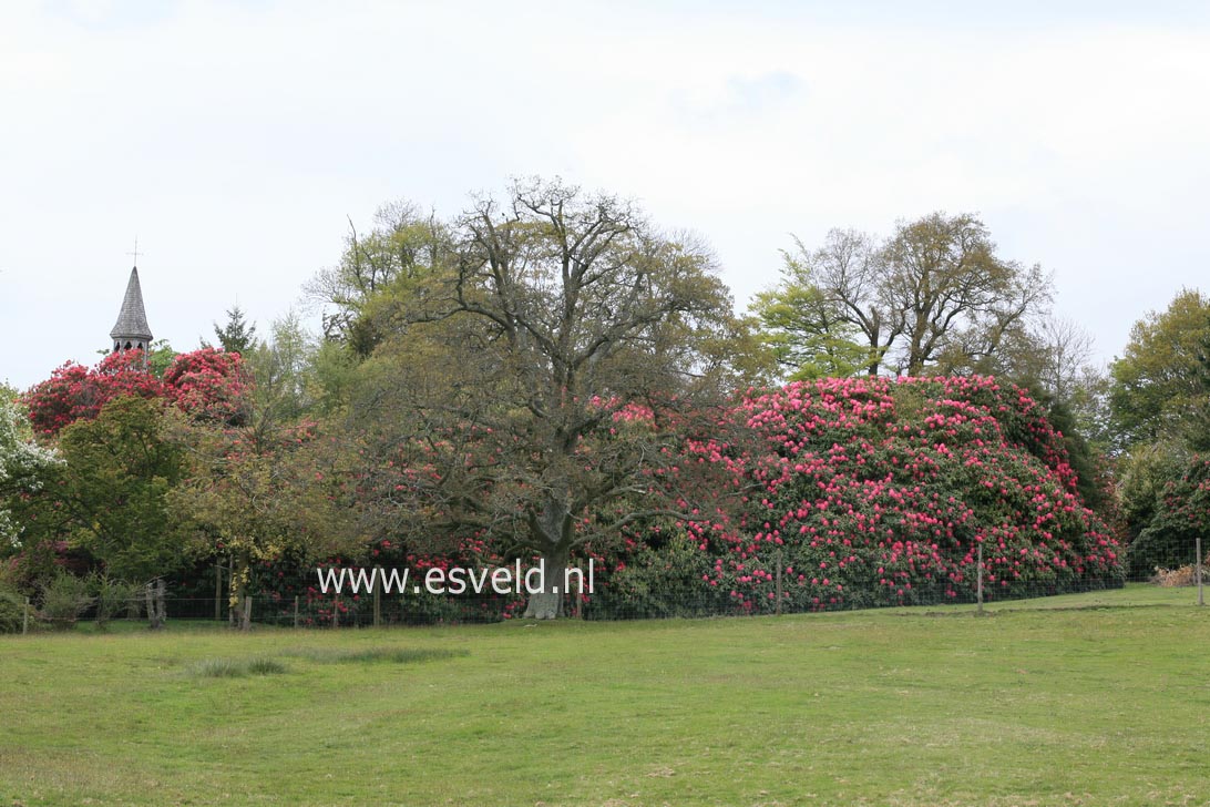 Rhododendron arboreum