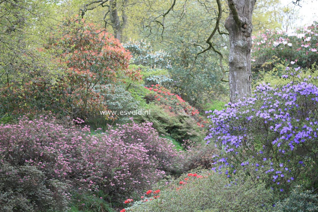 Rhododendron augustinii