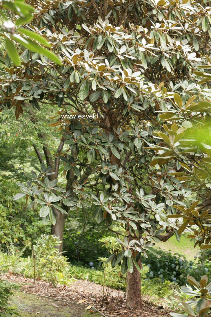 Rhododendron falconeri