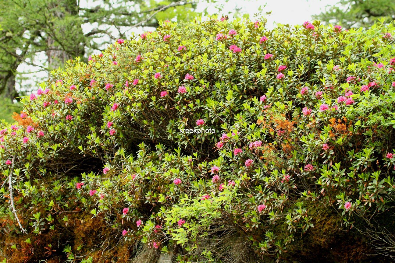 Rhododendron ferrugineum