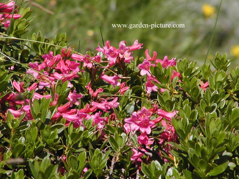 Rhododendron hirsutum