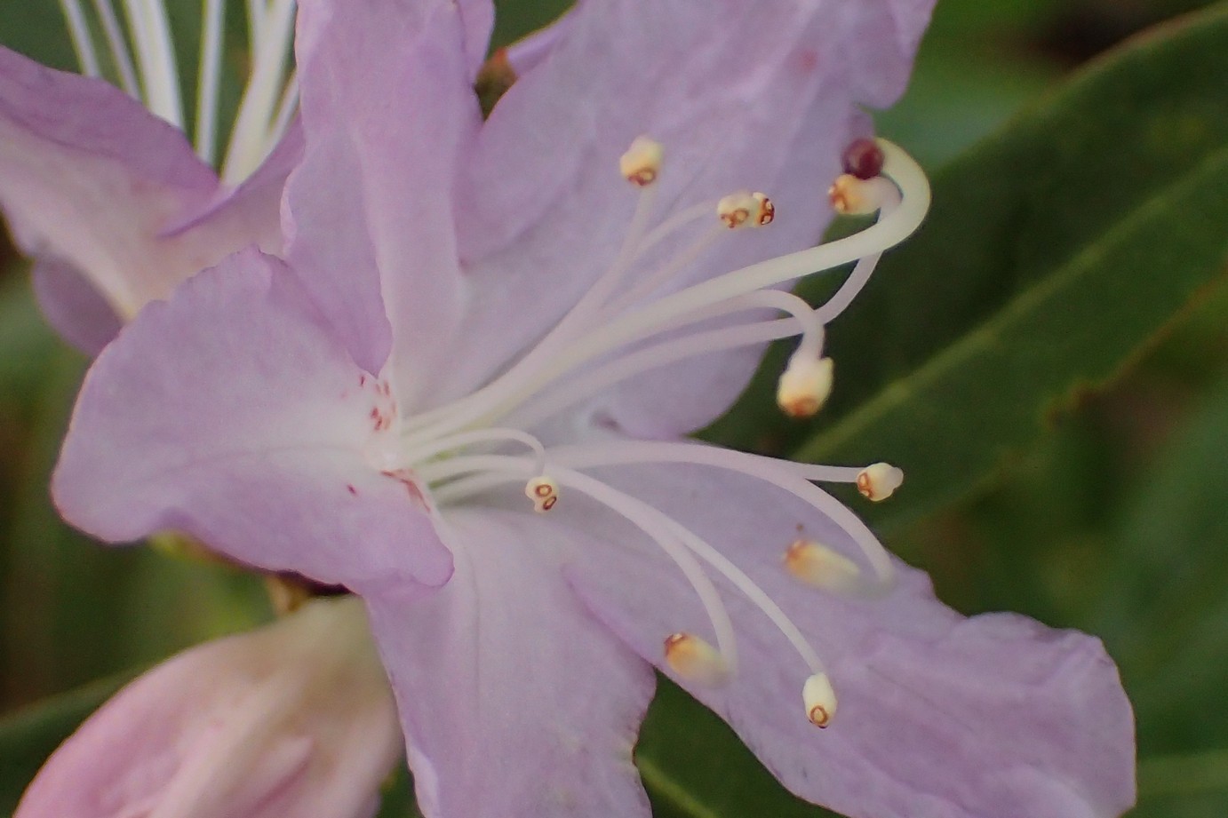 Rhododendron lochmium