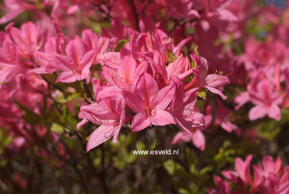 Rhododendron prinophyllum