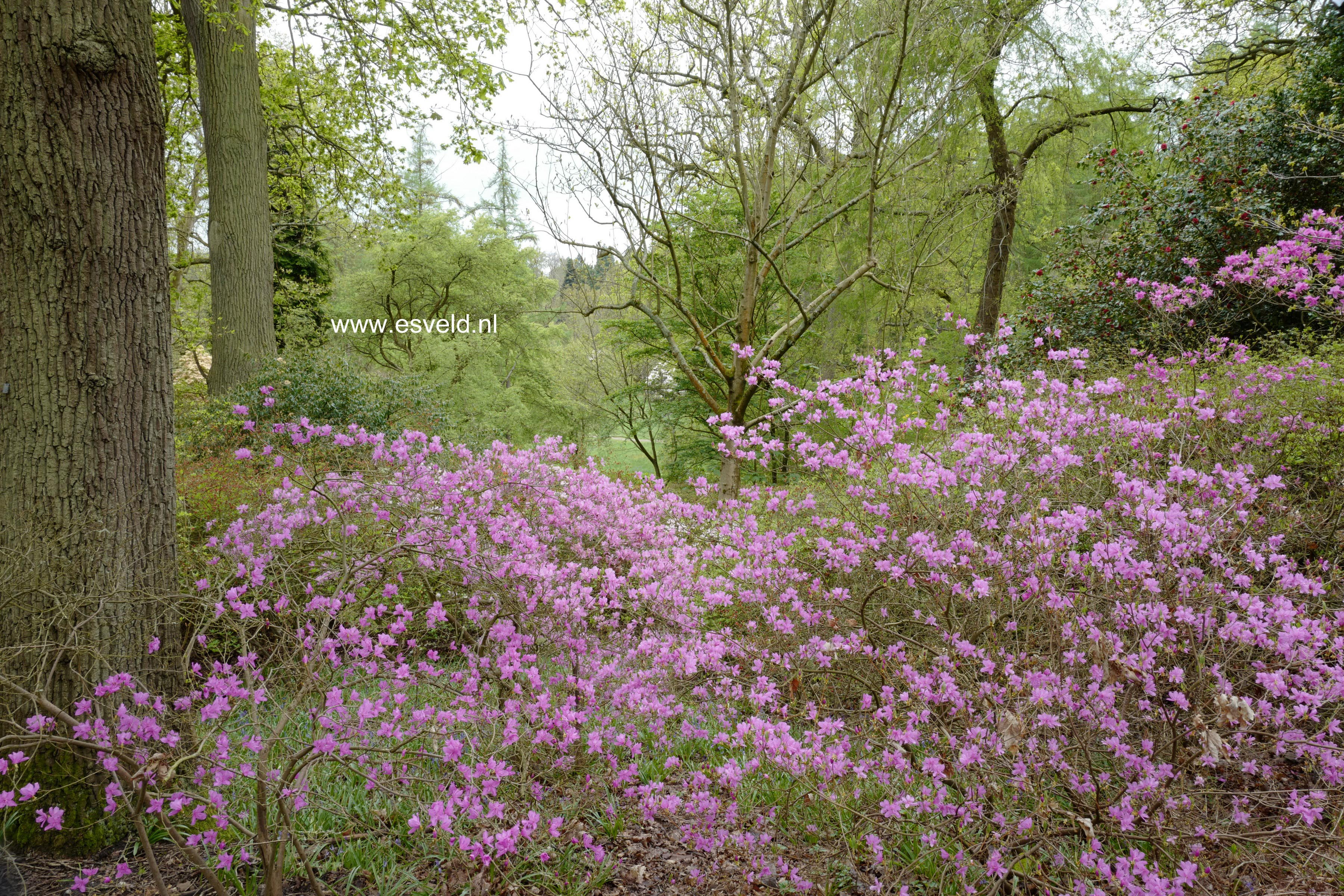 Rhododendron reticulatum
