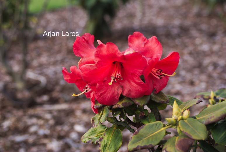 Rhododendron thomsonii